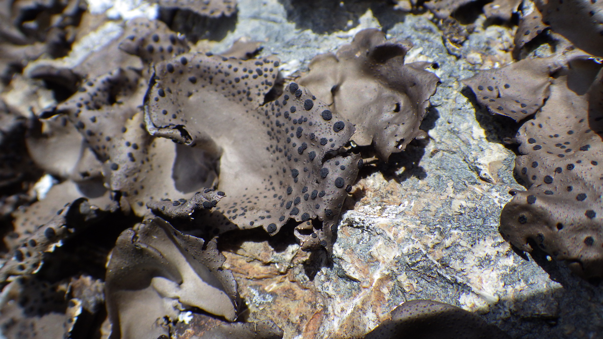 Umbilicaria phaea image