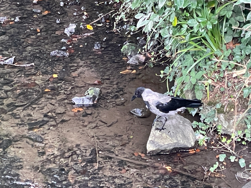 Hooded Crow
