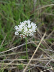 Allium canadense