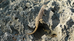 Oplurus cyclurus