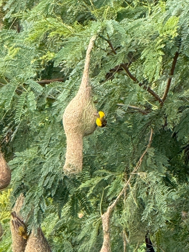 Baya Weaver