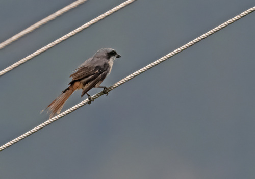Grey-backed Shrike