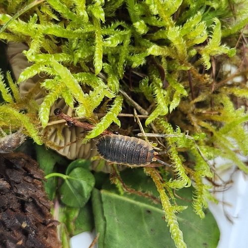 Common Rough Woodlouse