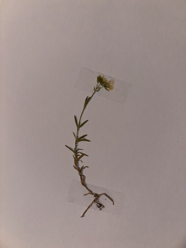 field chickweed