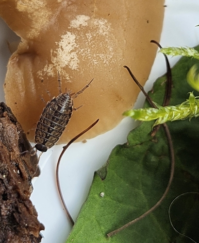 Common Striped Woodlouse