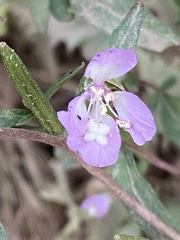 Clarkia delicata