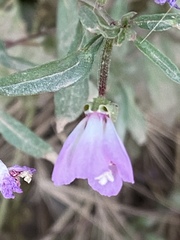 Clarkia delicata