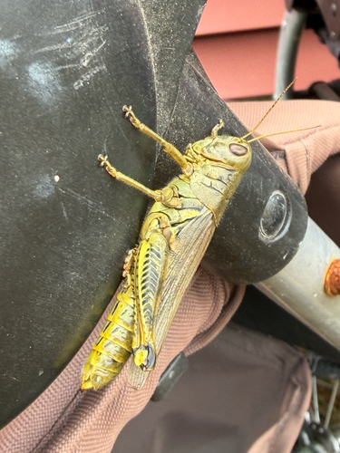Differential Grasshopper