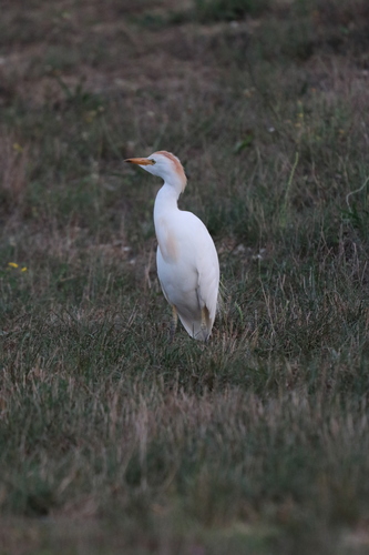Western Cattle-Egret