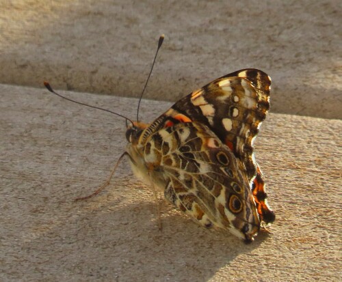 Painted Lady