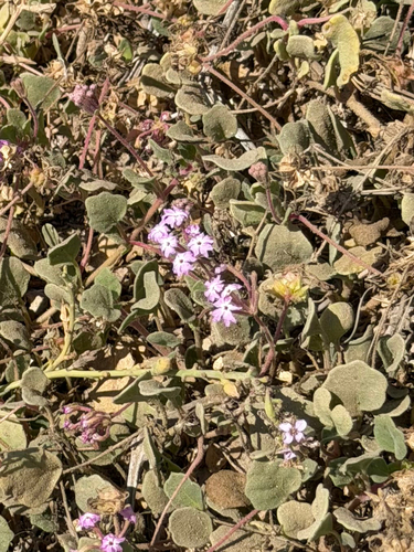 iNaturalist observation photo of Pink Sand Verbena