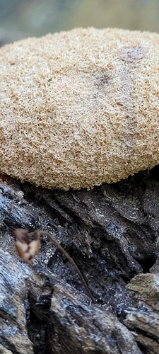 Dog Vomit Slime Mold