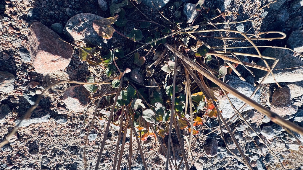 Oxyria digyna; photograph author not stated, no rights reserved