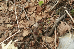 Urtica platyphylla