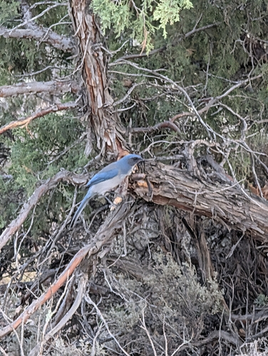 Woodhouse's Scrub-Jay