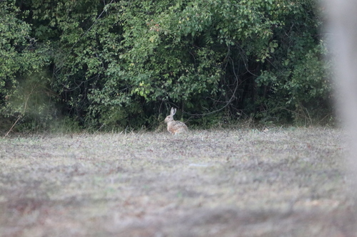 Brown Hare