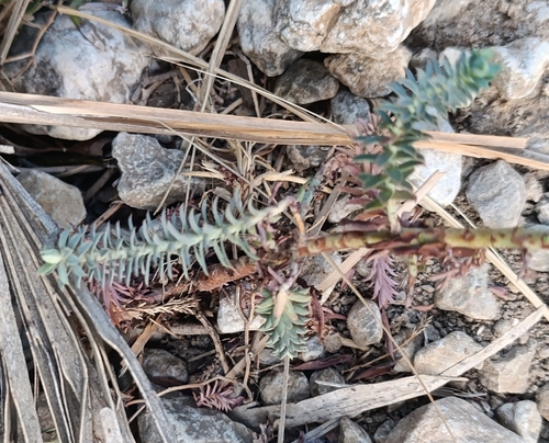 Euphorbia pithyusa, photograph 1