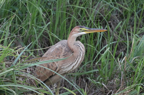 Purple Heron