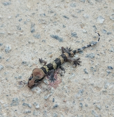 Hemidactylus triedrus