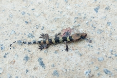 Hemidactylus triedrus