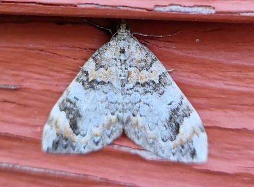 Dark Marbled Carpet