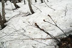 Sorbus sambucifolia