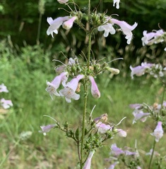 Penstemon laevigatus