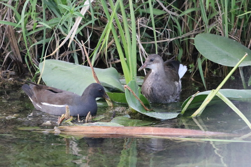 Eurasian Moorhen