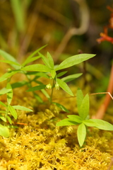 Moehringia macrophylla
