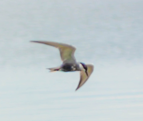 iNaturalist image