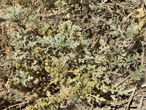 iNaturalist observation photo of Flatspine Bursage