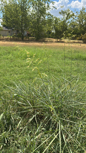 Johnson grass