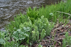 Hylotelephium verticillatum