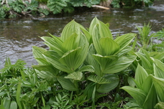Veratrum oxysepalum