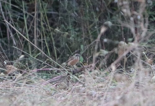 European Stonechat