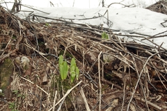 Veratrum oxysepalum