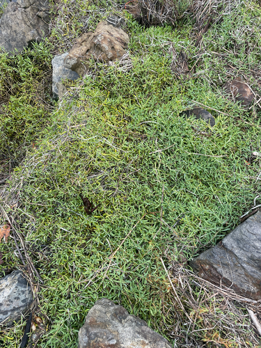 Jaumea carnosa, photograph 6