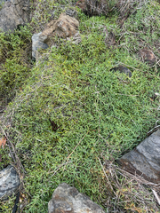 Jaumea carnosa, photograph (c) mel letterman, some rights reserved (CC BY)