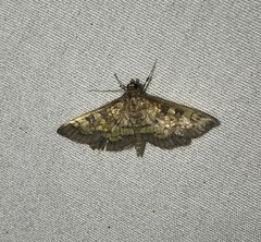 Diacme elealis