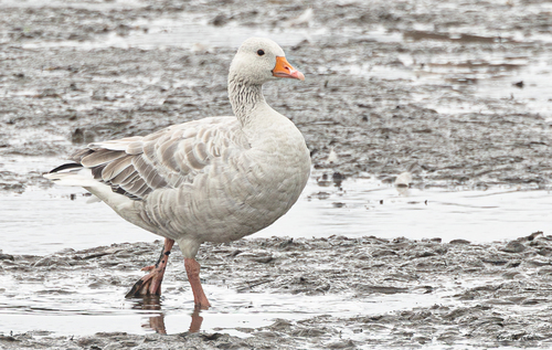 Greylag Goose