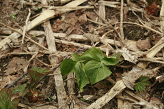 Trillium camschatcense