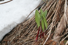 Allium ochotense