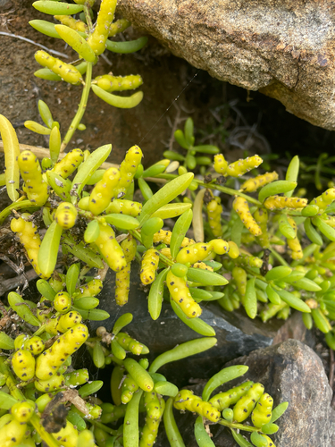 Batis maritima, photograph 6