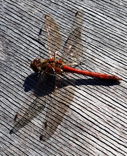Vagrant Darter