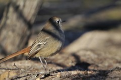 Drymodes brunneopygia