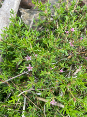 Frankenia salina, photograph (c) mel letterman, some rights reserved (CC BY)