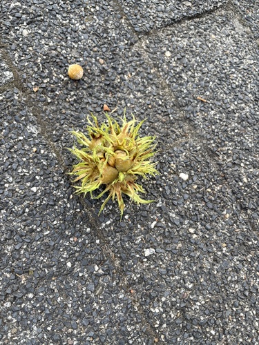 Corylus colurna, photograph 2