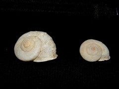 Pseudocampylaea portosanctana image