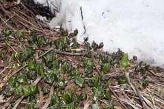 Parasenecio kamtschaticus