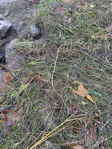 Phyllospadix torreyi, photograph 1